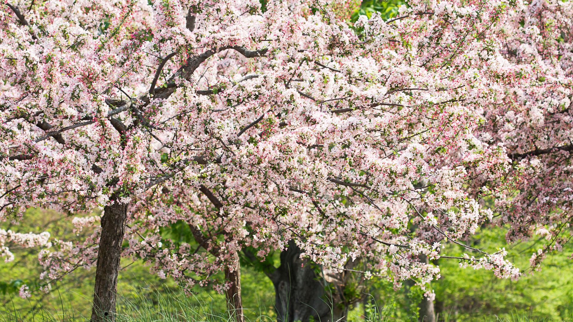 Crabapple blossoms (Malus/Pyrus coronaria)